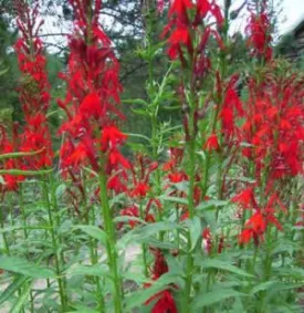 Cardinal Flower - 4"