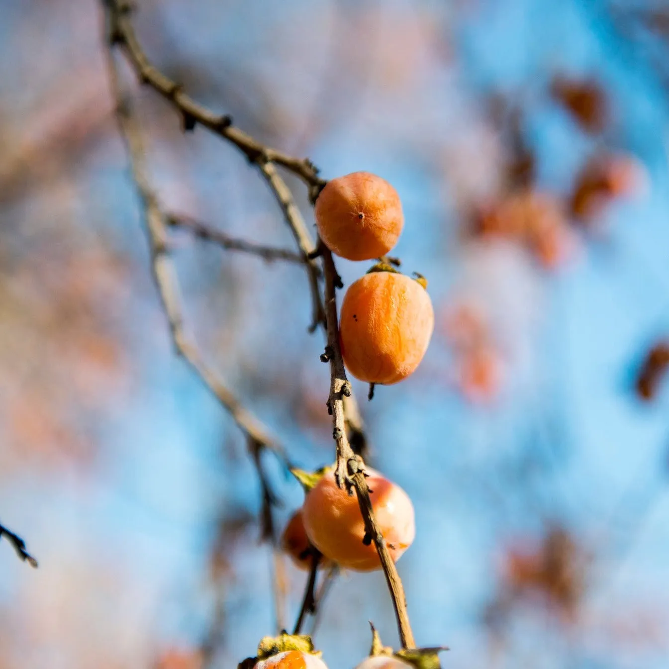 Persimmon - Diospyros virginiana