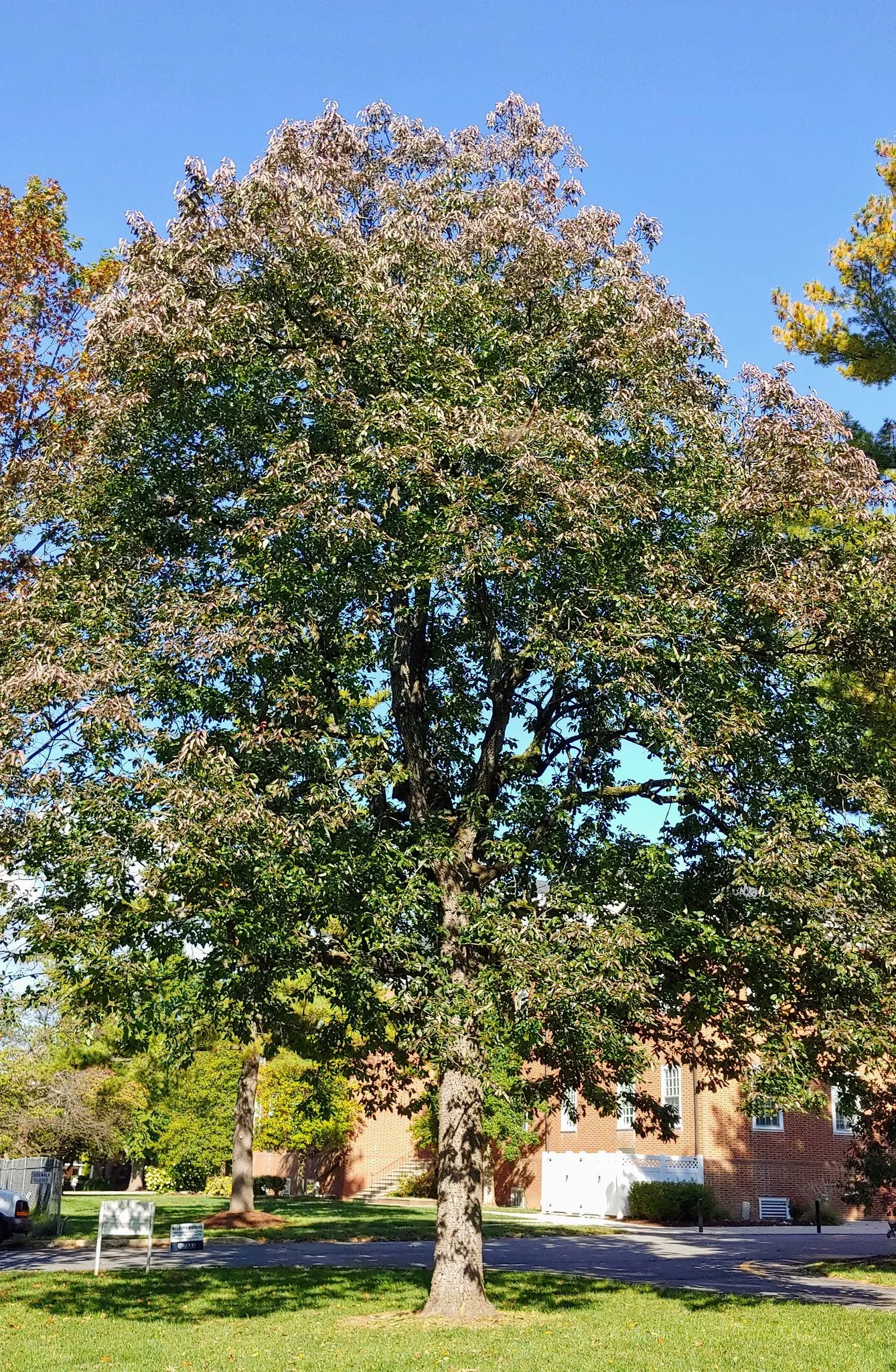 Persimmon - Diospyros virginiana